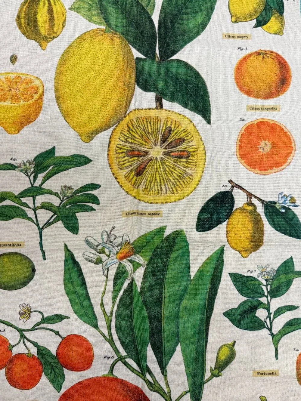 Cavallini Papers & Co. new no
